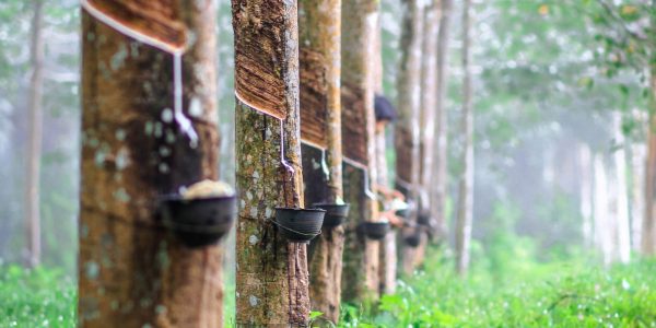 natural rubber tree